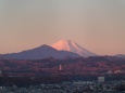 朝のピンク富士