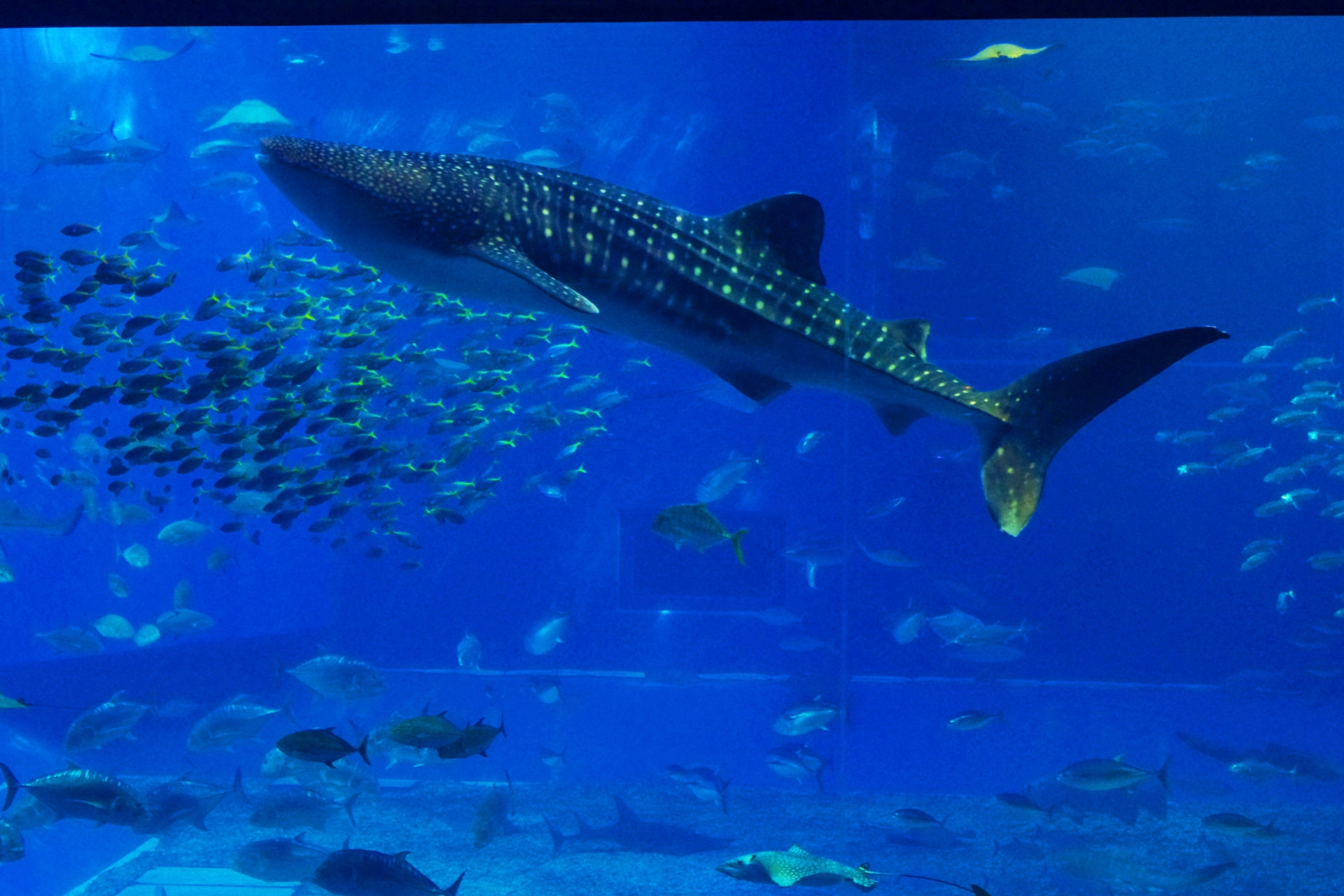 魚 水生生物 美ら海水族館 壁紙19x1280 壁紙館