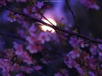 満月と河津桜2