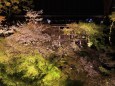 春の清水寺・ライトアップその1