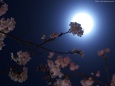 月と桜1