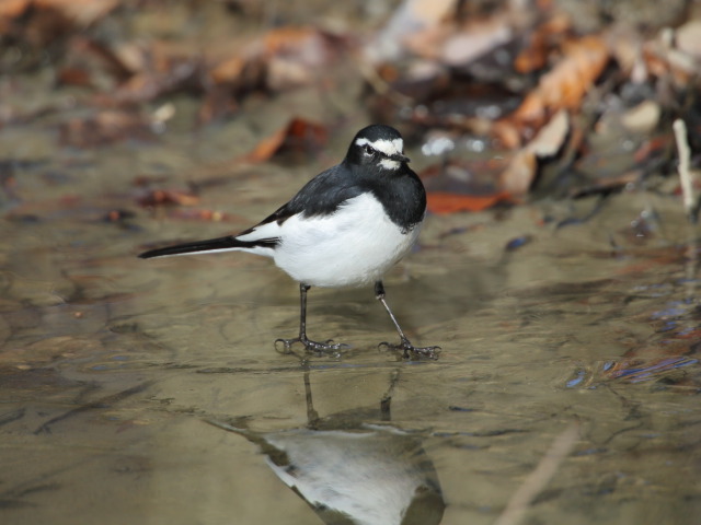 セグロセキレイ2