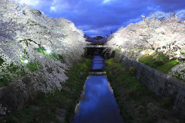桜100選名古屋市山崎川の夜桜