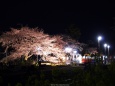 夜駅と桜