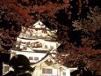 夜桜とお城2