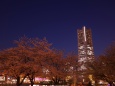 横浜夜桜2