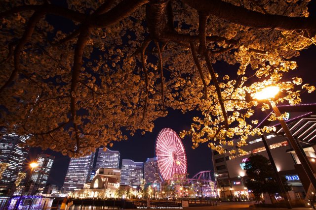 横浜夜桜3