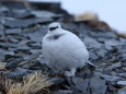 立山の白雷鳥10