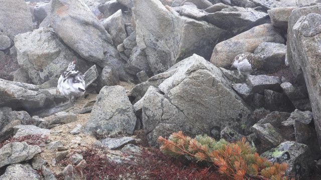 横通岳のつがい2