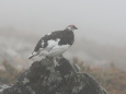 横通岳の雄雷鳥2