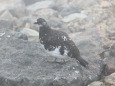 摩利支天の雄雷鳥6