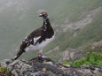 仙丈ヶ岳の雄雷鳥