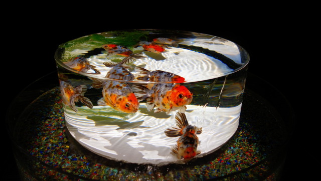 アクアリウムの金魚