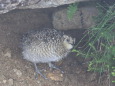 雨宿りのチビ雷鳥