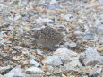 天狗のチビ雷鳥