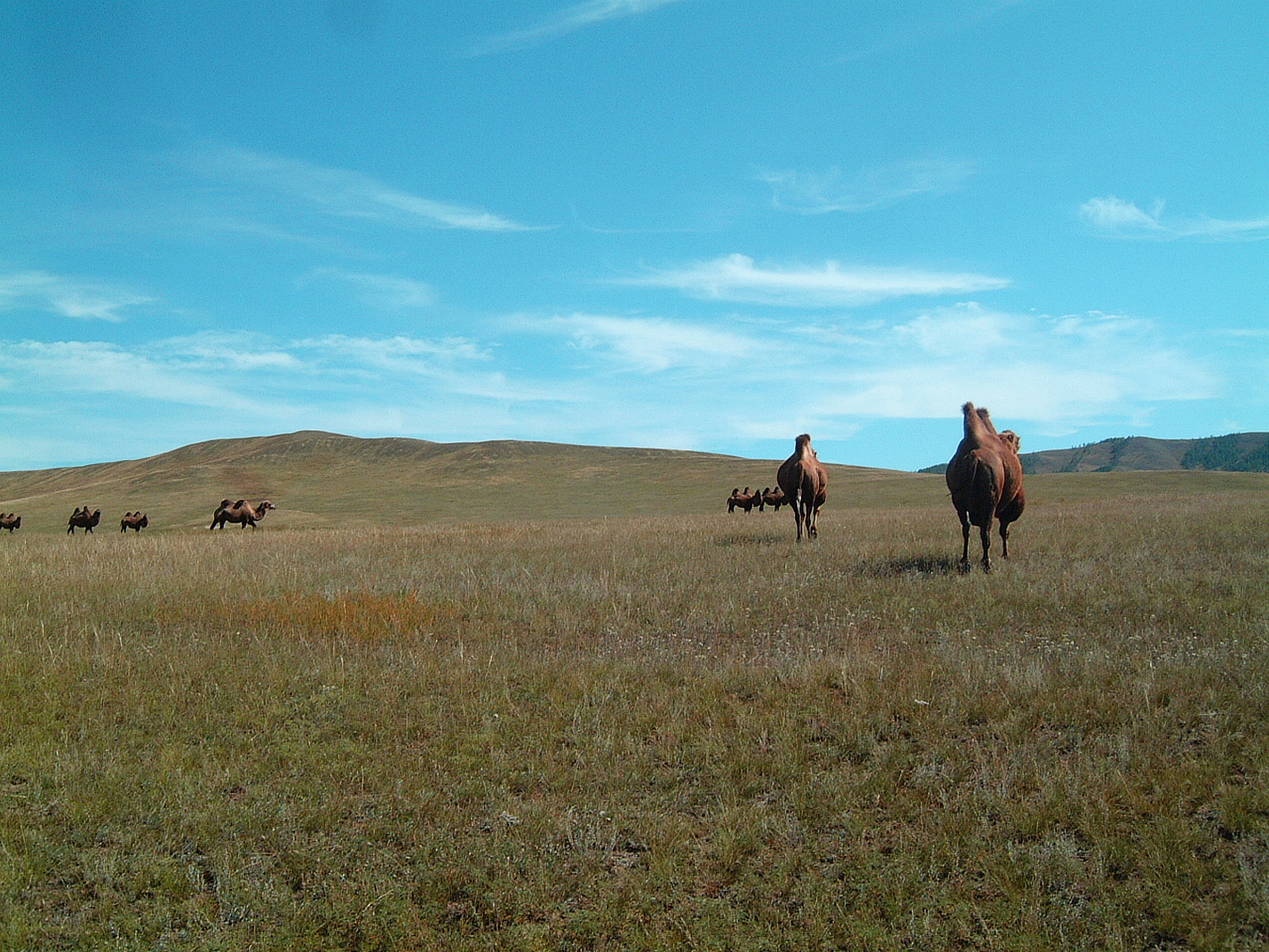 外国の風景 モンゴル草原のラクダ 壁紙19x1440 壁紙館