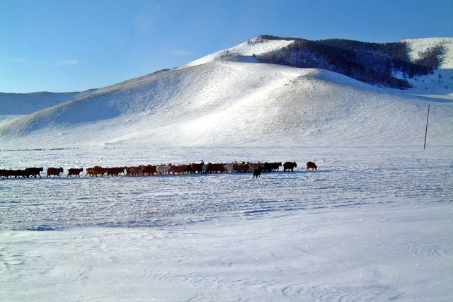 冬のモンゴル草原と山羊