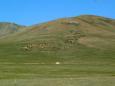 モンゴル草原の羊