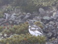 仙丈ヶ岳のチビ雷鳥