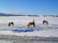 雪の草原-20℃～モンゴル馬