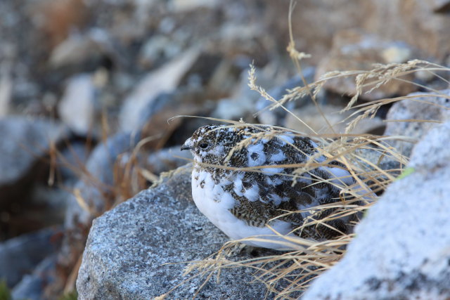 常念岳のチビ雷鳥