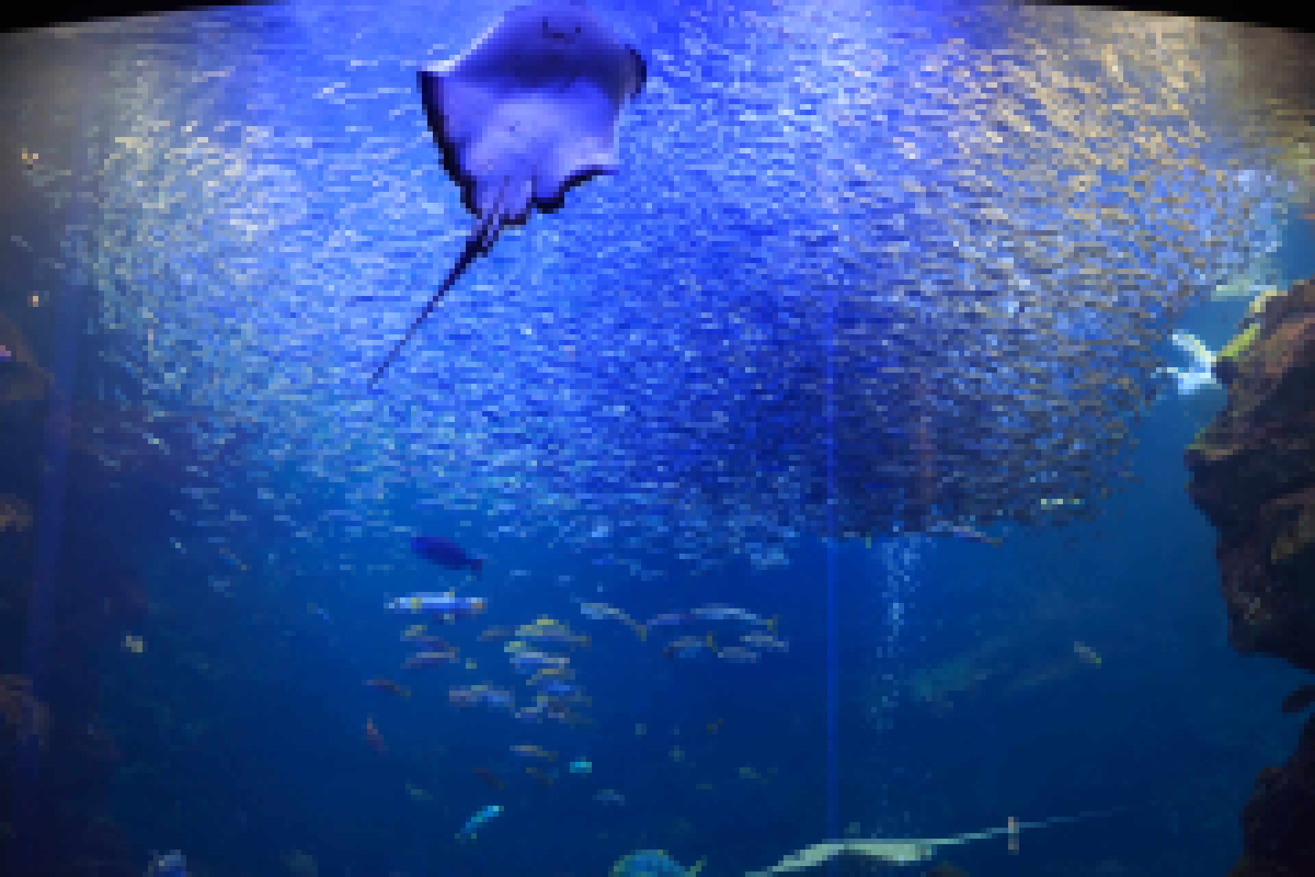 魚 水生生物 京都水族館 大水槽 壁紙19x1280 壁紙館