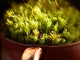 Moss Plant