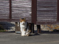 居眠りする猫