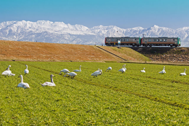 白鳥達と列車と立山連峰