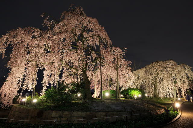 宇治植物公園・枝垂れ桜