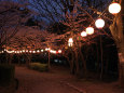 夜のさくら近隣公園