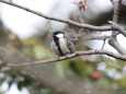 シジュウカラ13