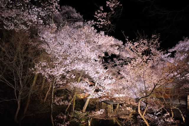 春夜の桜雲橋/高遠城址公園