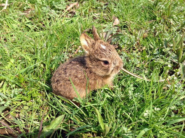 野原で出会った野ウサギの子