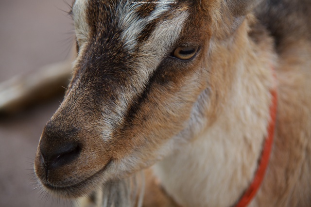 瞳の中の一の字