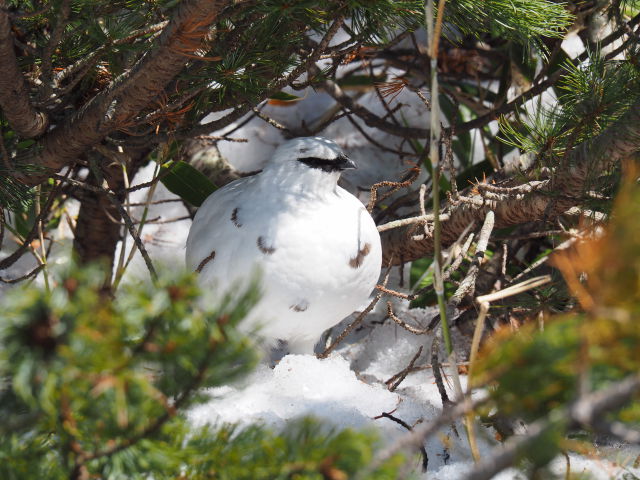 立山の白雷鳥10