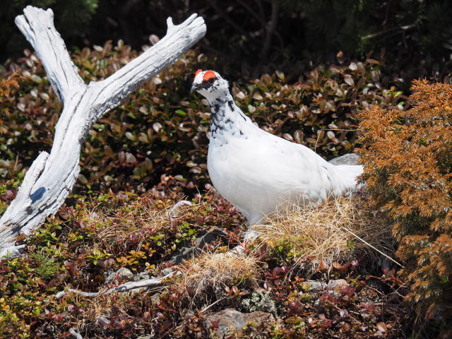 立山の白雷鳥12