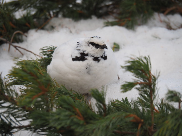 立山の白雷鳥17