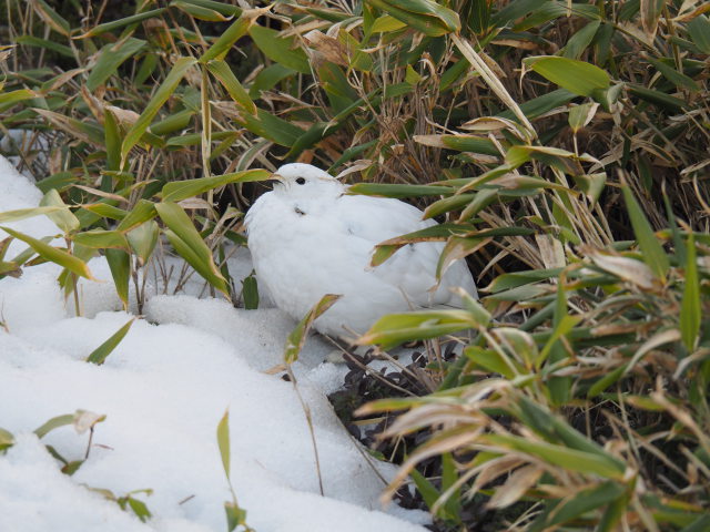 みくりが池の白頭巾ちゃん11