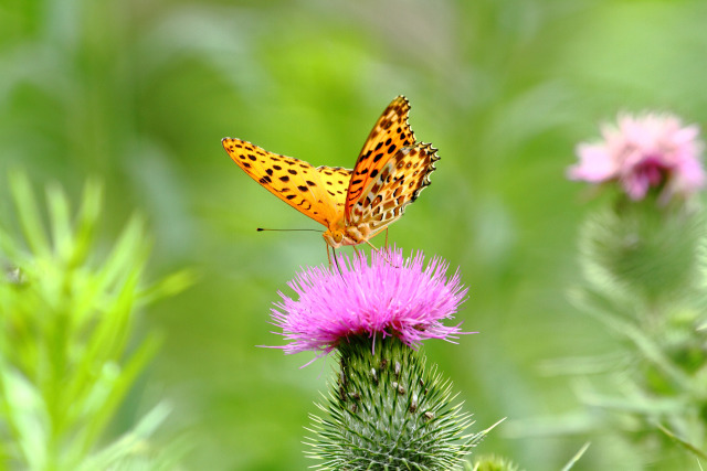 ツマグロヒョウモン