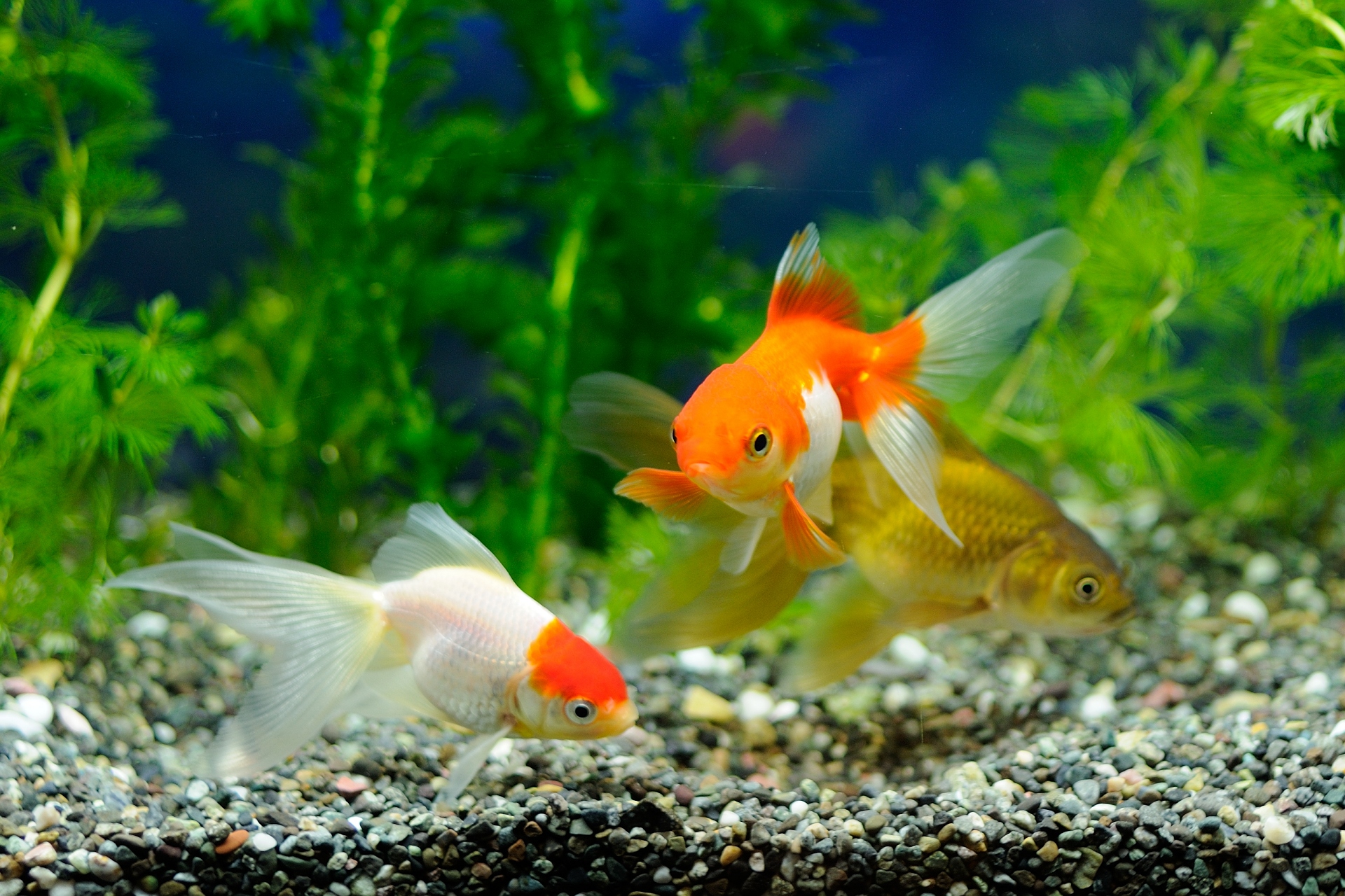 魚 水生生物 金魚 壁紙19x1280 壁紙館 魚 水生生物 金魚 壁紙19x1280 壁紙館