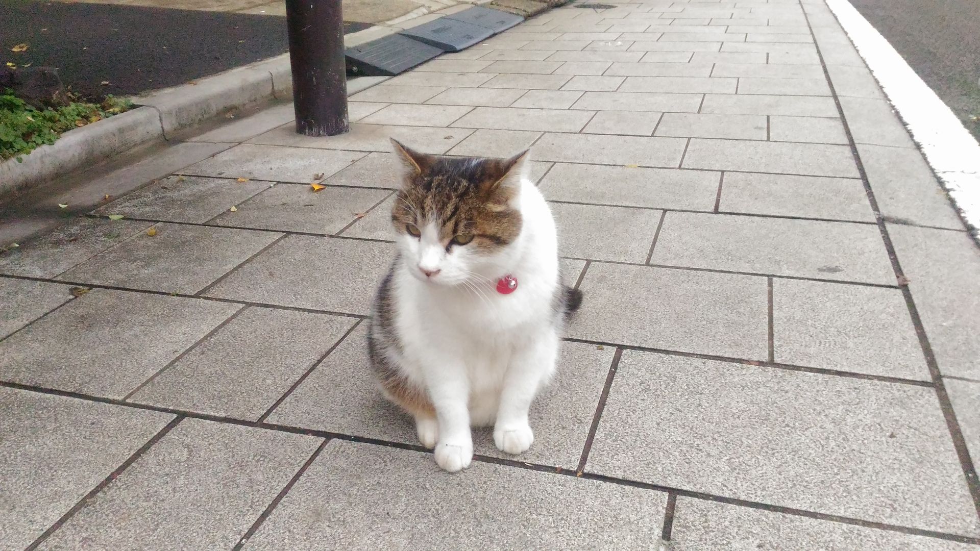 動物 猫 谷中寺町の猫 壁紙19x1080 壁紙館