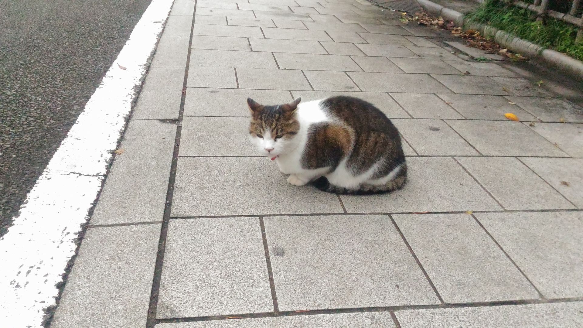 動物 猫 谷中寺町の猫 壁紙19x1080 壁紙館