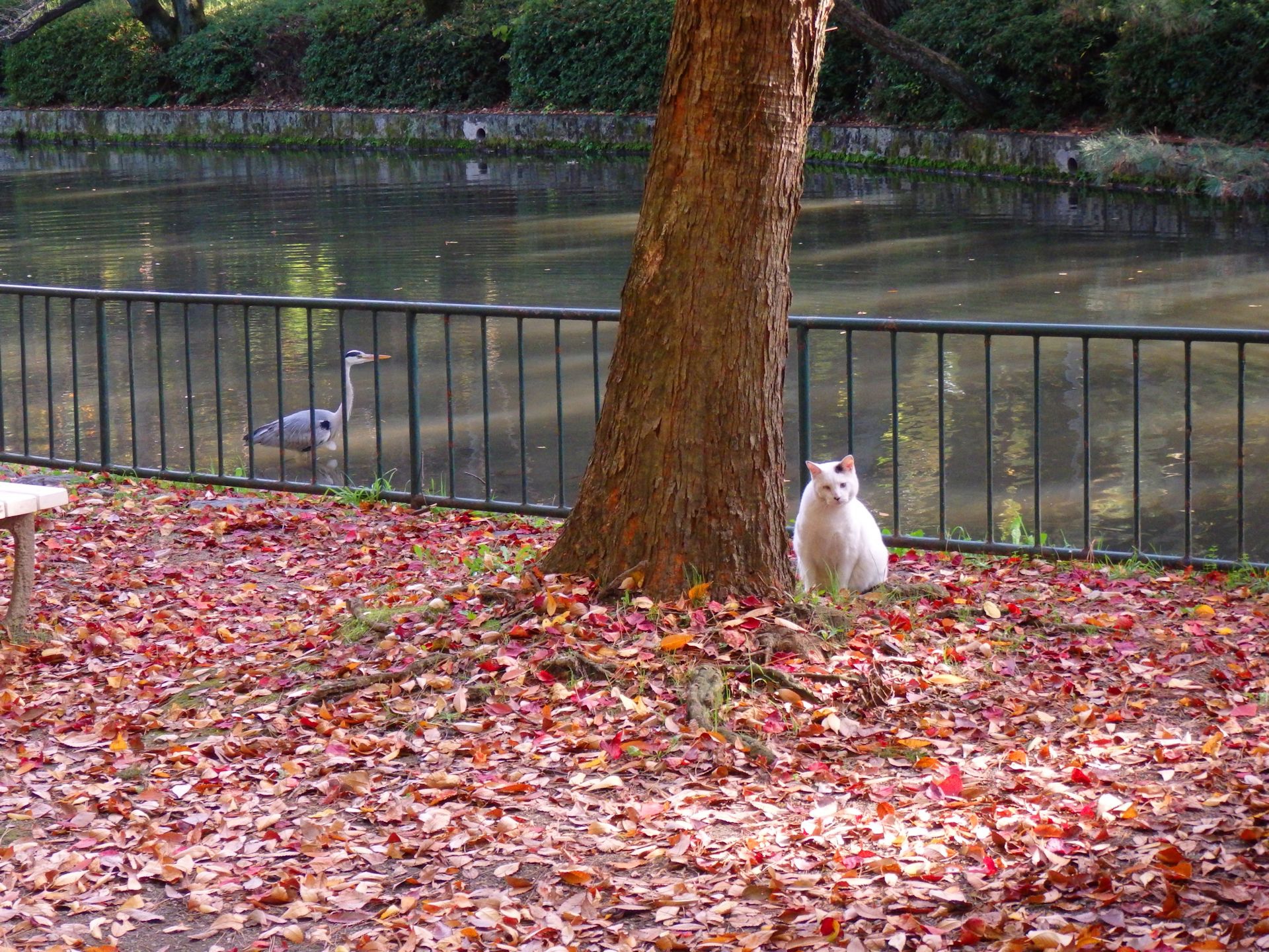 動物 猫 秋の公園にて 壁紙1920x1440 壁紙館