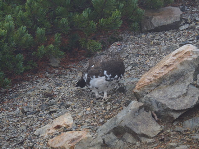 爺ヶ岳の雄雷鳥