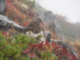 爺ヶ岳のママ雷鳥