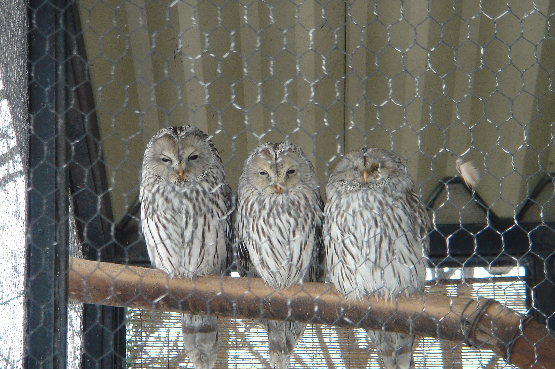 動物 鳥 ペンギン エゾふくろう 壁紙19x1279 壁紙館