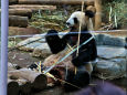 パンダ両竹使いの食事風景