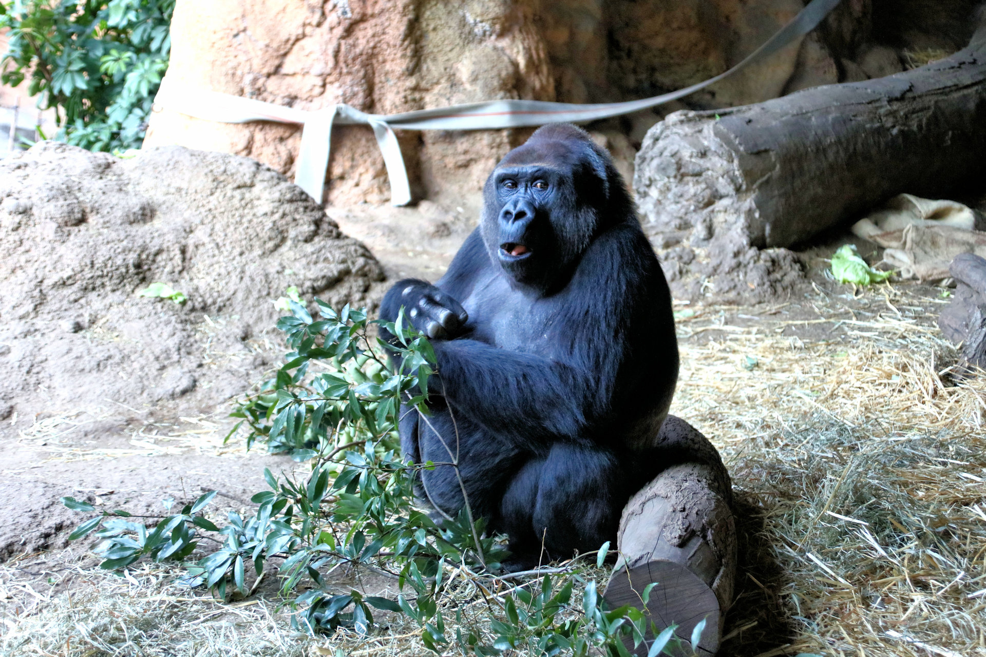 動物 その他 ゴリラ ももこ 壁紙19x1280 壁紙館