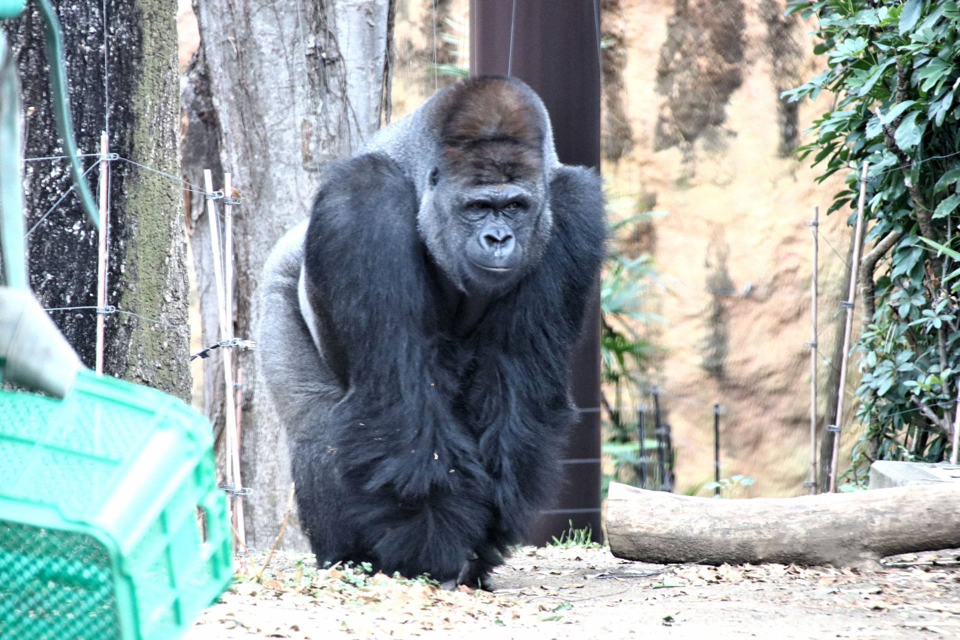 動物 その他 ゴリラ 壁紙19x1280 壁紙館